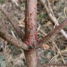 Neonectria-sp..jpg