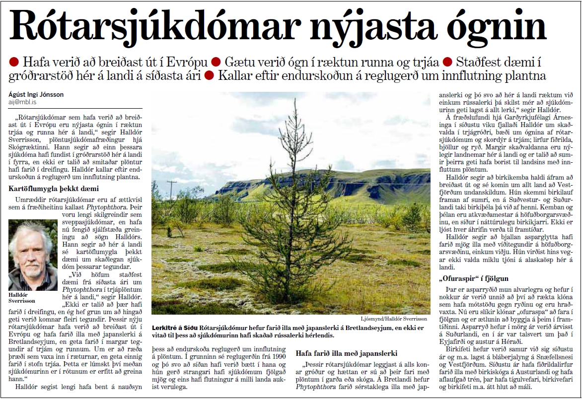 Rótarsjúkdómar eru nýjasta ógnin í skógrækt, segir í grein Morgunblaðsins Rótarsjúkdómar eru nýjasta ógnin í skógrækt, segir í grein Morgunblaðsins