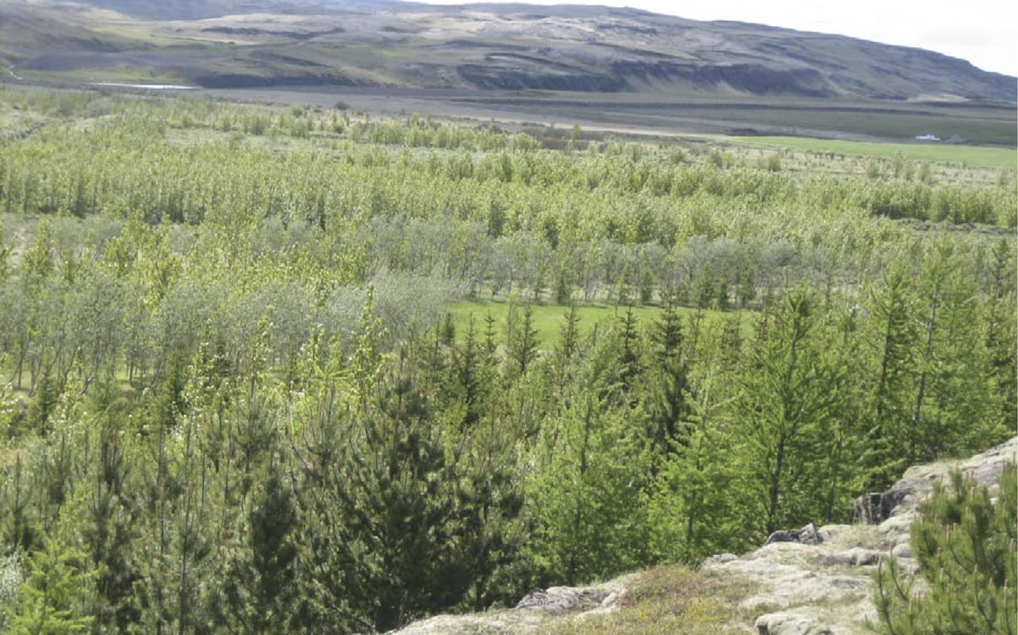 Horft til suðausturs í átt að Hvítá. Fjær er asparskógur að vaxa upp úr örgum snarrótarmó og grenitré innanum. Nær klettum má sjá stafafuru og lerki. Ljósmynd úr Skógræktarritinu 1-2012 Horft til suðausturs í átt að Hvítá. Fjær er asparskógur að vaxa upp úr örgum snarrótarmó og grenitré innanum. Nær klettum má sjá stafafuru og lerki. Ljósmynd úr Skógræktarritinu 1-2012