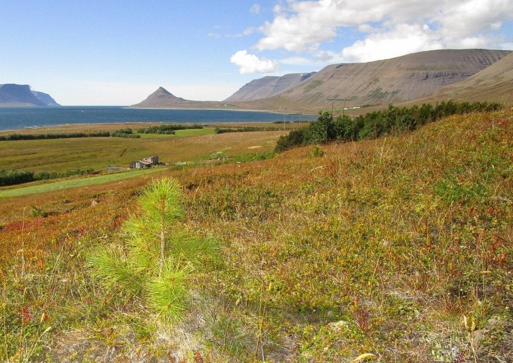 Á kúabúinu Höfða í Dýrafirði er stunduð myndarleg skógrækt og landgræðsla. Nú eru hafnar þar tilraunir með beit nautgripa í stálpuðum skógi. Mynd: Sæmundur Þorvaldsson.
