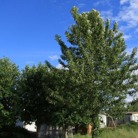 Alaskaösp3