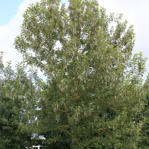 Alaskaösp6