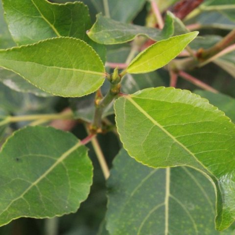 Alaskaösp9