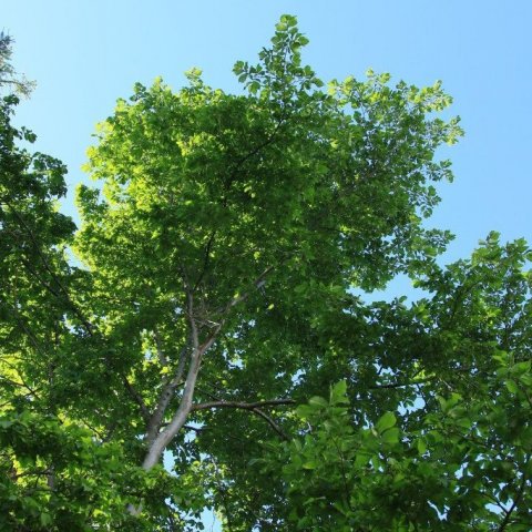 Álmur7