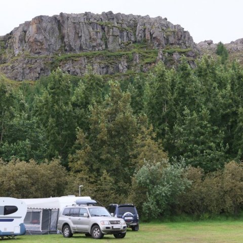 Áberandi asparryð er á öspinni fyrir miðri mynd. Einnig er víðiryð á víðitegundum í kring. Ljósmynd: Pétur Halldórsson