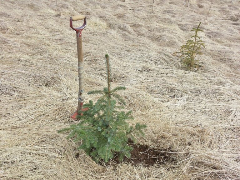 Sitkagreniplanta sem bjargað var á elleftu stundu verður nú hluti af „gleymda lundinum“ í Höfða. Mynd: Þröstur Eysteinsson..