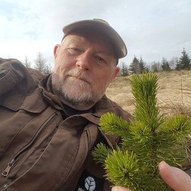Þröstur og stafafuran