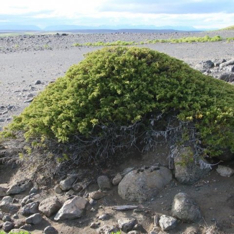 Einirinn á Hólasandi hefur lifað af þá gróðureyðingu sem þar olli því að mestallur gróður eyddist á 19. öld og í byrjum þeirrar tuttugustu. Sums staðar er lítinn annan gróður að sjá þar sem einirinn vex en lúpína, birki, lerki og fleiri plöntutegundir eru