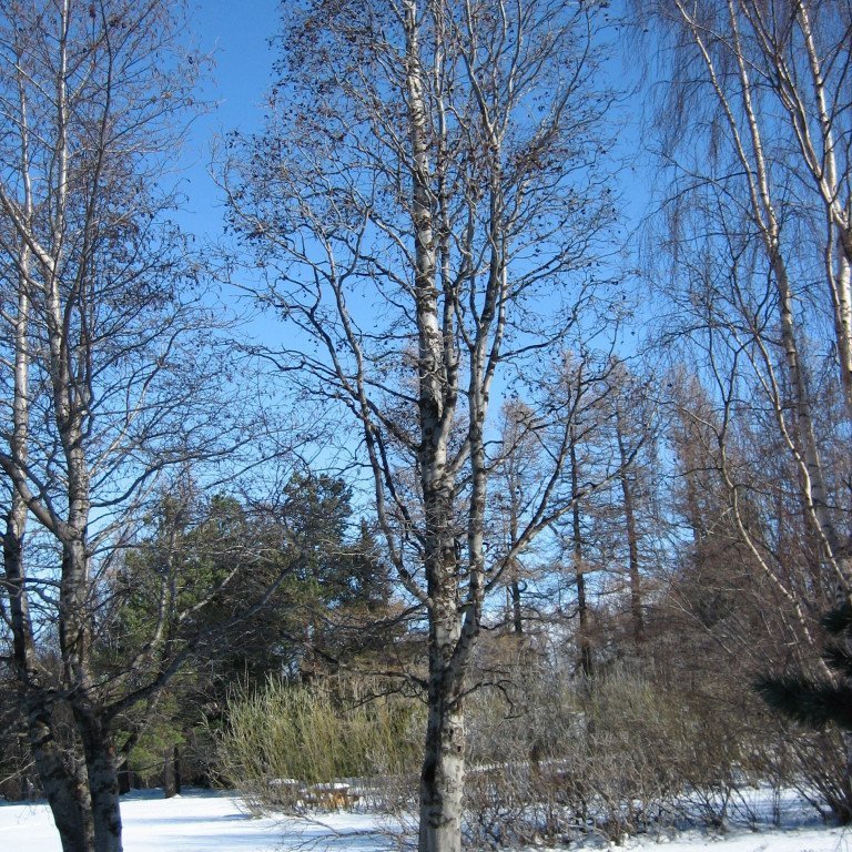 graelri