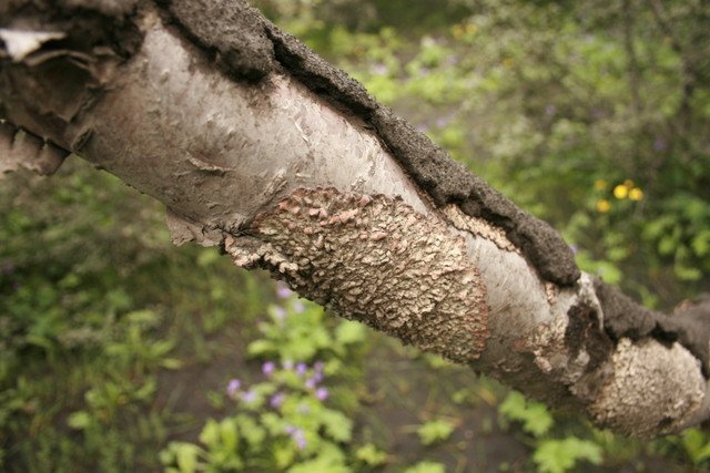 frett_02072010_7