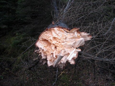 frett_11112011_6