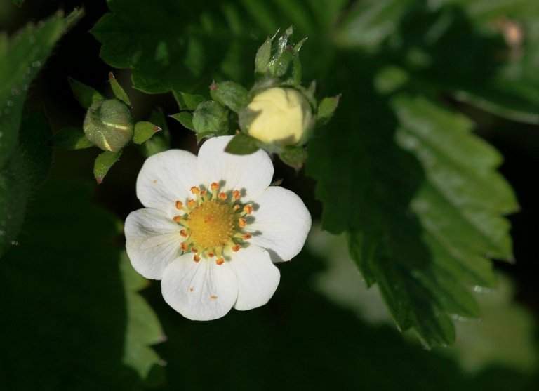 1024px-Fragaria_vesca_Jahodnik_obecny_1