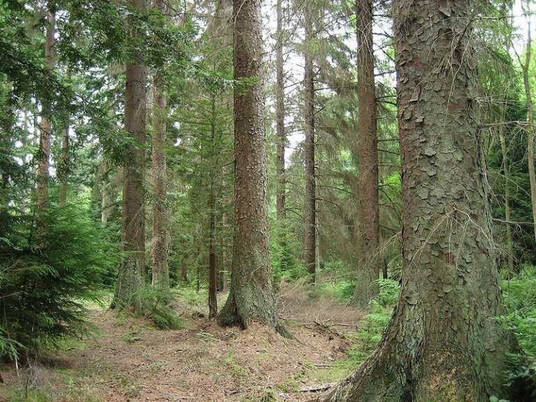 800px-Picea_sitchensis_forest