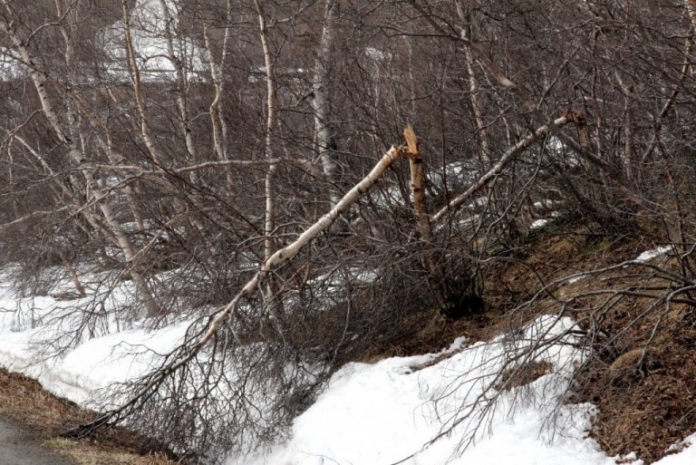 Brotid-birki-i-Vaglaskogi_minni