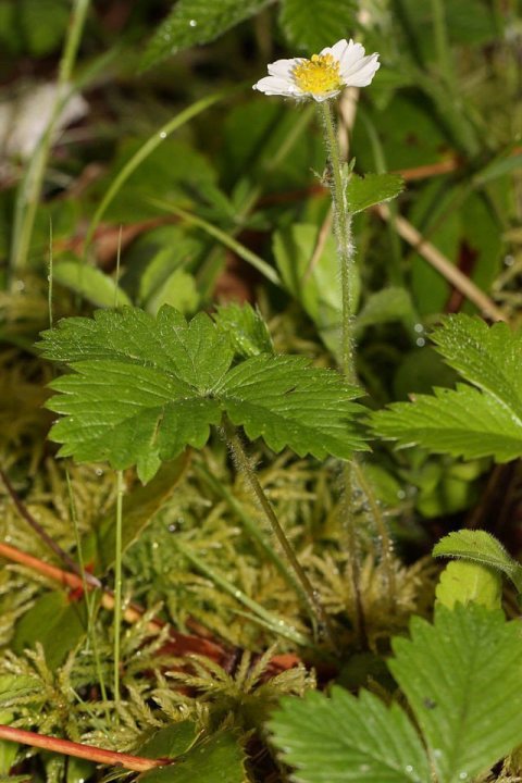 Fragaria_vesca_5048
