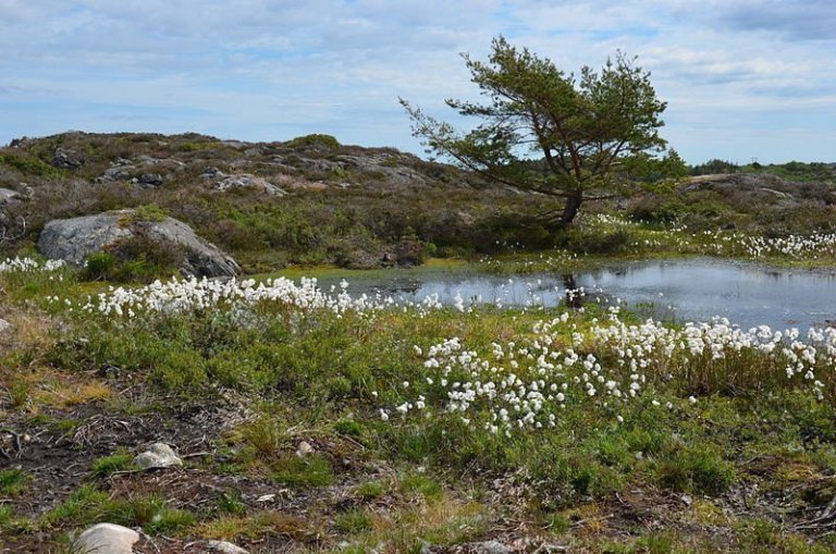 Fífusund í mýri í Norður-Svíþjóð. Mynd: Bengt Oberger.