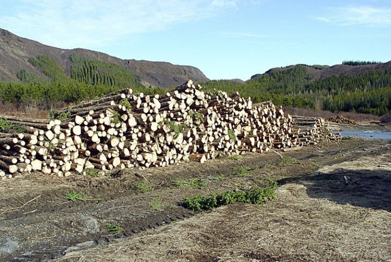 Grisjun skóga hefur stóraukist á síðustu árum og mun margfaldast í skógum landsins á næstu árum.