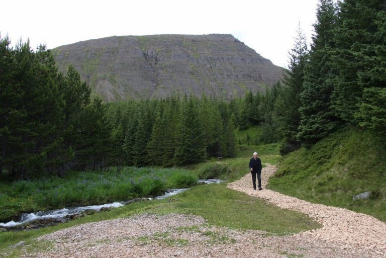 Í Skarðdal í Siglufirði vex sitkagrenið í umhverfi sem gæti minnt á staði í Alaska, þ.e. ef hæð fjallanna væri margfölduð með þremur eða fjórum eins og Hákon Bjarnason kemst að orði í viðtalinu frá því fyrir 70 árum. Mynd: Pétur Halldórsson.