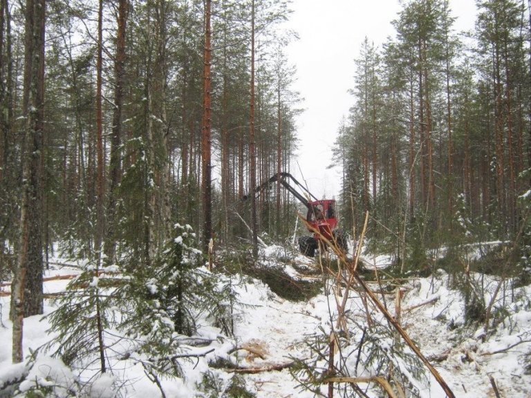 Vetrarhögg í skógi á starfsvæði Valtimo-skólans. Nútíma skógarhöggs- og útkeyrsluvélar láta fátt stoppa sig. Veturinn er jafnvel betri tími en sumarið til vélavinnu í skógi því þá er jörð frosin og minni hætta á jarðvegsraski.