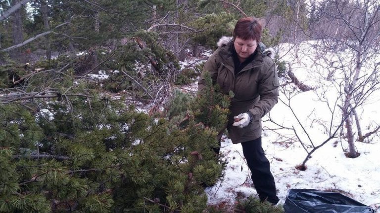 Hraundís Guðmundsdóttir, starfsmaður Vesturlandsskóga, tínir furuköngla af greinum. Mynd: Sigríður Júlía Brynleifsdóttir.