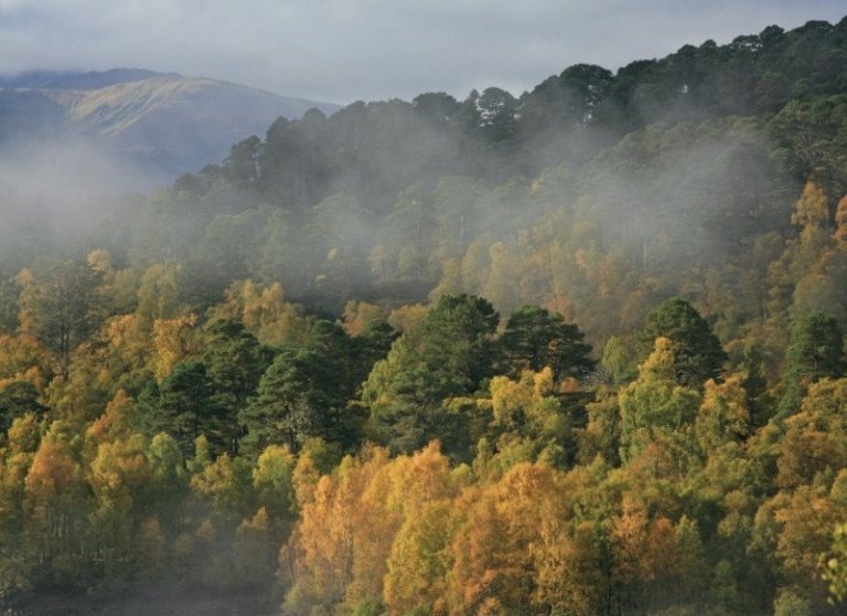 Haustþokan eykur á litadýrð skógarins og ýkir andstæður gula litarins á birkinu og dökkgrænnar skógarfurunnar. Mynd: Trees for Life.