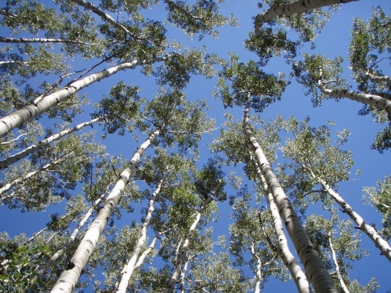 Nöturöspin í San Juan þjóðskógunum í Colorado notar öll tiltæk ráð til að geta haldið áfram að vaxa þrátt fyrir þurrkatíð, myndar þykk lauf og sverar viðaræðar. Mynd: Leander Anderegg..