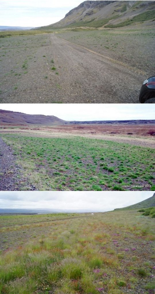 Vikrar við Búrfellsskóg þar sem kjötmjöli var dreift vorið 2012. Fyrsta myndin sýnir stöðuna í lok ágúst, næsta mynd síðla október sama ár og sú lengst til hægri sýnir svæðið í ágúst rúmu ári eftir dreifingu. Landið sem dreift var á er enn algróið og má þegar sjá töluvert af sjálfsánu birki spretta þar upp.