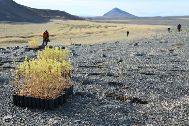 Landbætur gagnast heiminum öllum heiminum og af þeim er bæði fjárhagslegur ábati og samfélagslegur. Niðurstaða skýrslunnar er að af öllum aðferðum til kolefnisbindingar sem snerta landnotkun sé nýskógrækt sú öflugasta. Rofið land eins og Hólasandur losar mikinn koltvísýring en ef landinu er breytt í skóg hefst mikil binding og mikil verðmæti myndast. Mynd: Pétur Halldórsson.