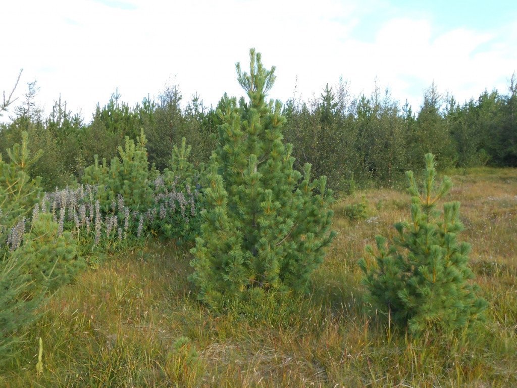 peuce-Hofda-010913_minni