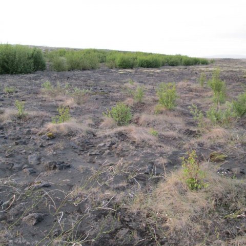 Sitkaölur og birki, gróðursetning frá 2003, myndað í júní 2013. Ljósmynd: Aðalsteinn Sigurgeirsson