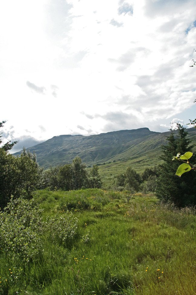 Í Haukadalsskógi