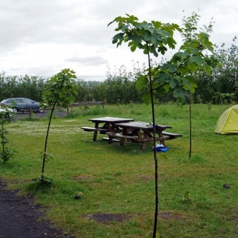 Haukadalsskógur