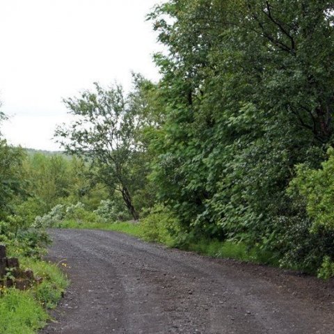 Haukadalsskógur