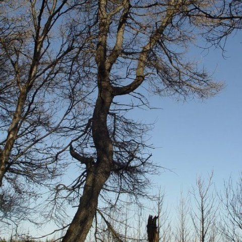 Haukadalsskógur