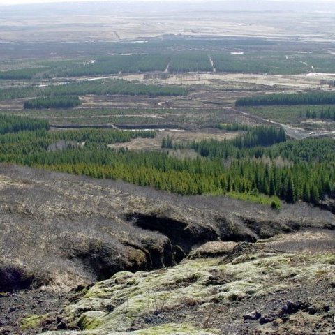 Haukadalsskógur