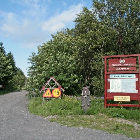 Við aðkomuna í Haukadalsskógi.
