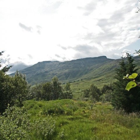 Í Haukadalsskógi