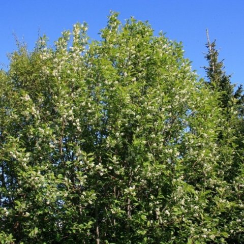 heggur-i-bloma
