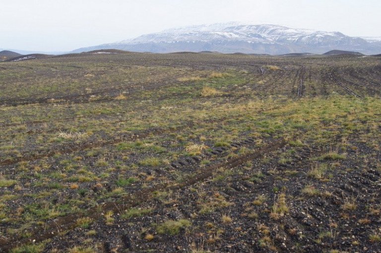 Svartir sandar eru óðum að taka á sig grænan lit. Hér verður gróskumikill birkiskógur eftir fáeina áratugi.
