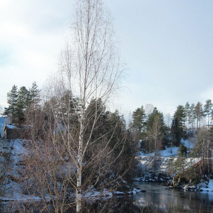 Hengibjörk1