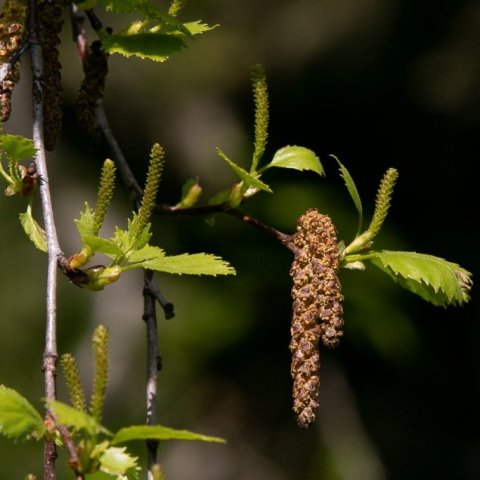 birki-med-karl-og-kvenrekla_2_1276x851-1.jpg