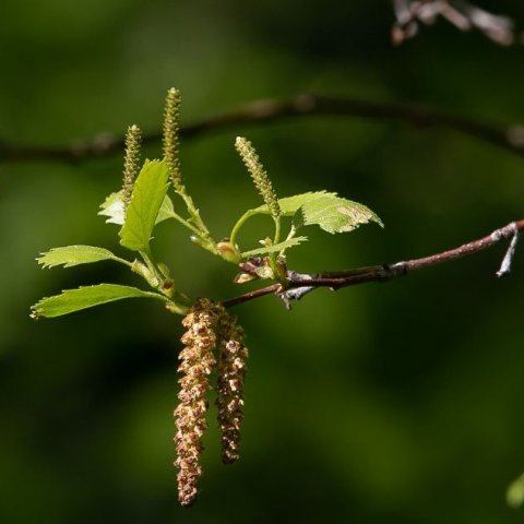birki-med-karl-og-kvenrekla_4_1276x851.jpg