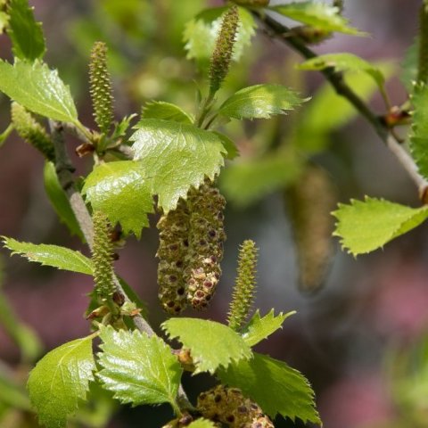birki-med-karl-og-kvenrekla_5_1276x851.jpg