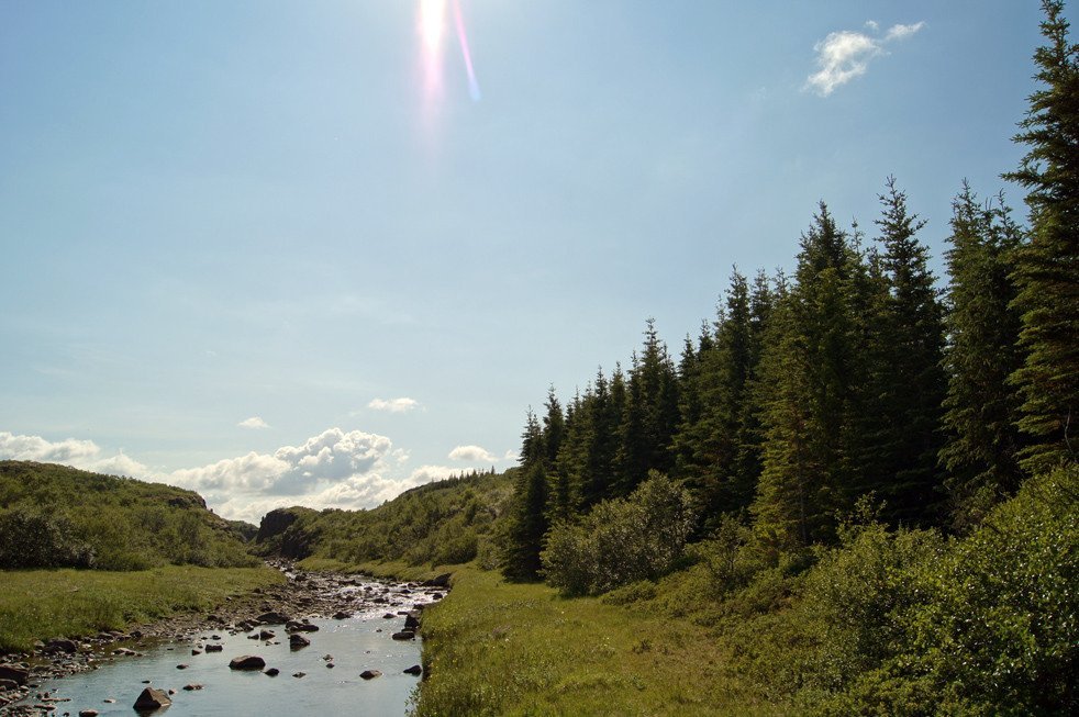 Jafnaskarðsskógur