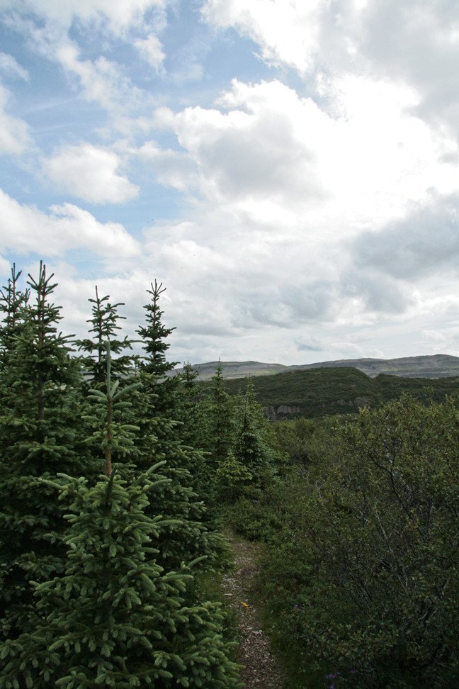 Jafnaskarðsskógur
