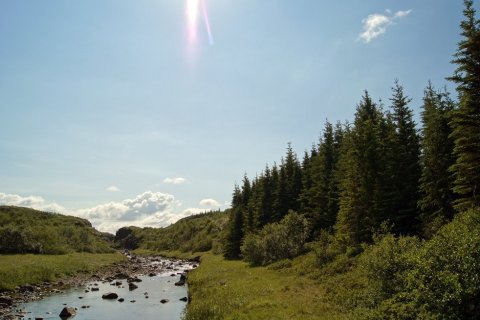 Jafnaskarðsskógur