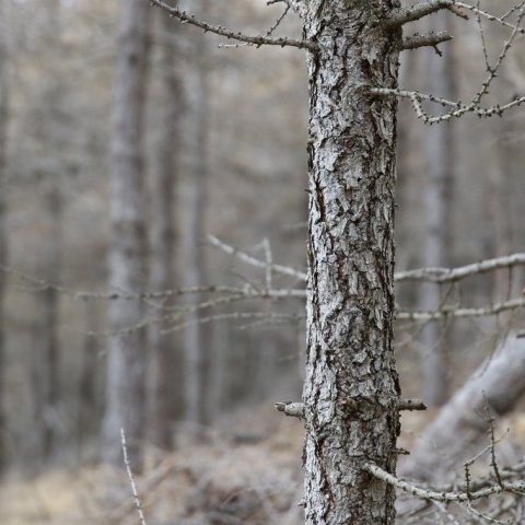 077A8715-(1024x683)