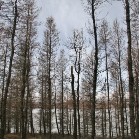 Khakasia-hafursa
