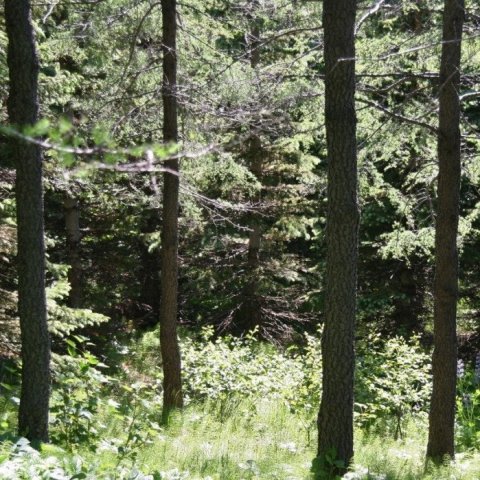 Myralerki-0607_4