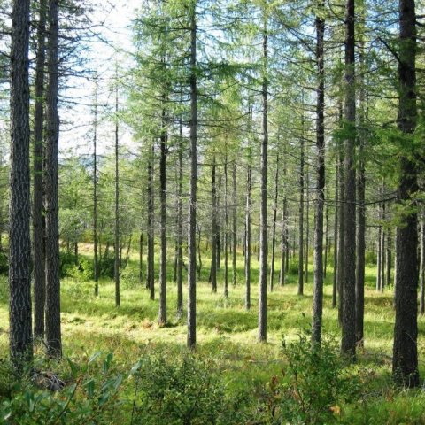 raivola-stekk-0907